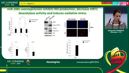 Oxidative stress-induced miR-200c disrupts the regulatory loop among SIRT1, FOXO1 and eNOS, causing endothelial dysfunction