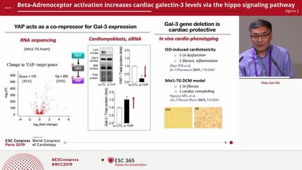 Beta-Adrenoceptor activation increases cardiac galectin-3 levels via the hippo signaling pathway 