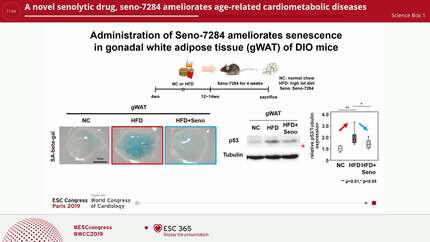 A novel senolytic drug, seno-7284 ameliorates age-related cardiometabolic diseases