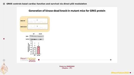 GRK5 controls basal cardiac function and survival via direct p53 modulation