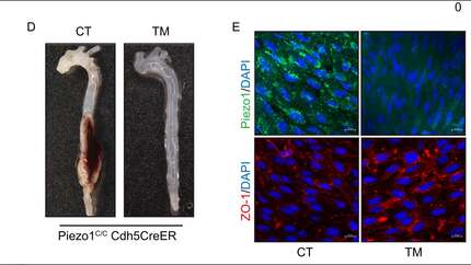 Presentation thumbnail