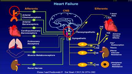 Autonomic nervous system and sleep apnea