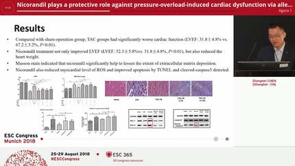 Nicorandil plays a protective role against pressure-overload-induced cardiac dysfunction via alleviating myocardial apoptosis and improving energy metabolism