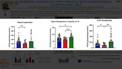 Bempedoic acid does not affect skeletal muscle mitochondrial activity in hypercholesterolemic mice