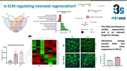 At the heart of mechanobiology