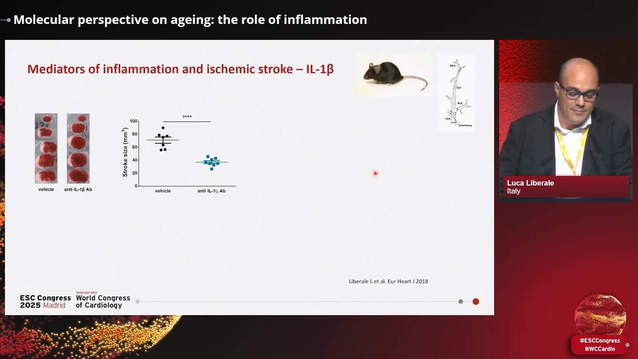 Vascular ageing: from mechanisms to therapeutic targets