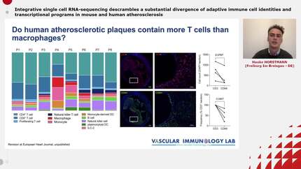 Integrative single cell RNA-sequencing descrambles a substantial divergence of adaptive immune cell identities and transcriptional programs in mouse and human atherosclerosis 