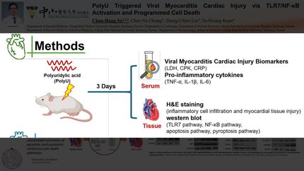 PolyU triggered viral myocarditis cardiac injury via TLR7/NF-κB activation and programmed cell death