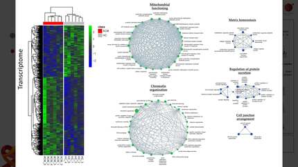 Transcriptome and methylome analyses of stromal cells from ACM patients reveal the additional role of alterations in mitochondrial homeostasis and chromatin organization in disease pathogenesis