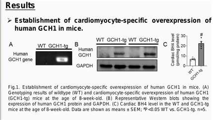 Cardiomyocyte-specific overexpression of GCH1 mitigates heart failure with preserved ejection fraction through inhibiting iNOS-mediated nitrosative stress