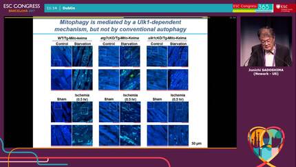New mediators of cardiac mitophagy.