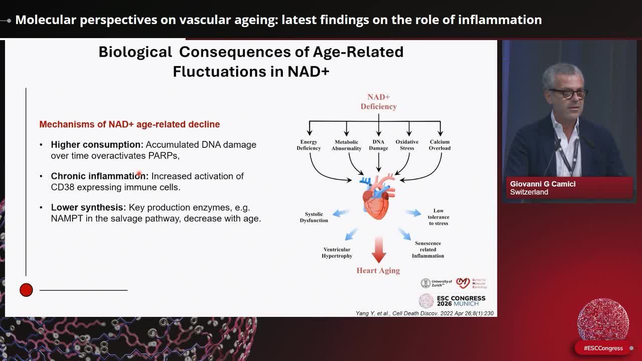 Vascular ageing: from novel mechanisms to therapeutic targets