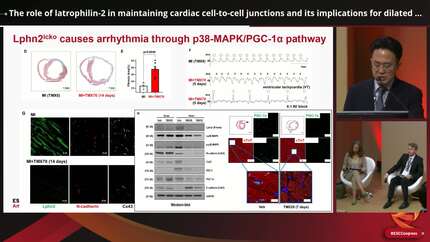 The role of latrophilin-2 in maintaining cardiac cell-to-cell junctions and its implications for dilated cardiomyopathy and sudden death