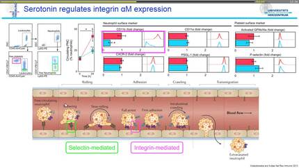 Serotonin triggered neutrophil degranulation aggravates myocardial reperfusion injury