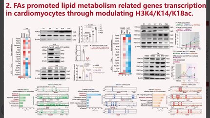 Carnitine acetyltransferase (CrAT)-Solute Carrier Family 25 Member 20 (SLC25A20) mediated acetylcarnitine shuttle links lipid oxidation to epigenetic control of cardiac metabolic maturation