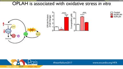 Accumulation of 5-oxoproline in myocardial dysfunction and the protective effects of OPLAH