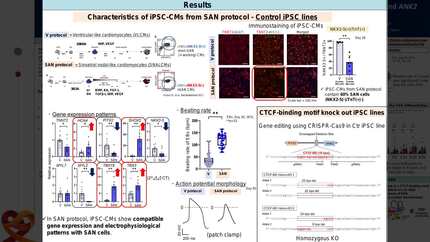 Modeling familial sinus node dysfunction with a large intergenic deletion between PITX2 and ANK2 using iPS cell-derived sinoatrial nodal-like cardiomyocytes