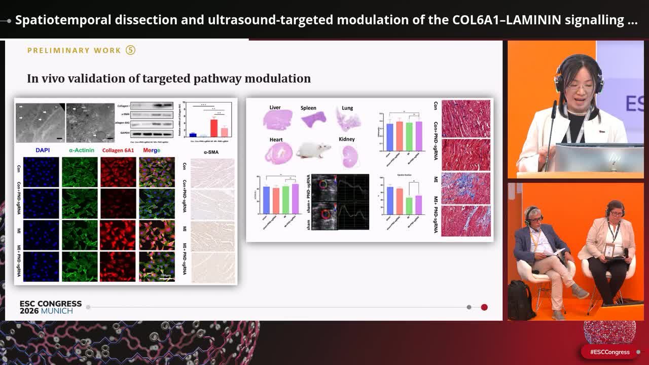 Spatiotemporal dissection and ultrasound-targeted modulation of the COL6A1–LAMININ signalling axis in post-myocardial infarction border zone fibrosis