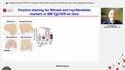 Hypoxia-induced miR-210 modulates inflammatory response and fibrosis upon acute peripheral ischemia