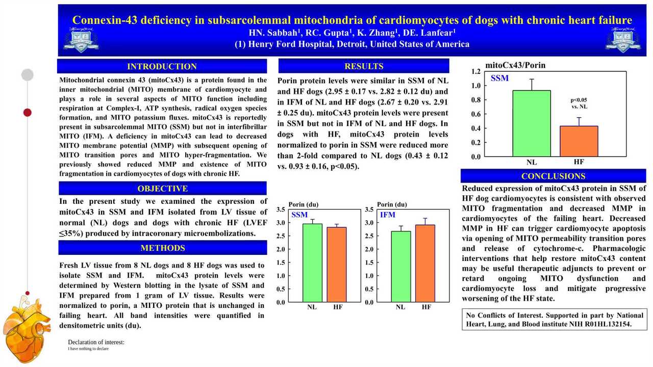 Connexin-43 deficiency in subsarcolemmal mitochondria of cardiomyocytes of dogs with chronic heart failure