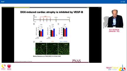 Inhibiting doxorubicin-induced cardiotoxicity by endothelial protection.