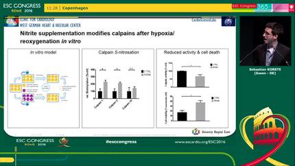 Cardiac calpains in mitochondria following acute myocardial ischemia/reperfusion injury