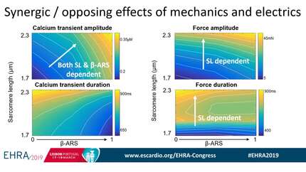 Differentiating the exercise-induced effects of acute beta-adrenergic stimulation and stretch on calcium and force dynamics using a novel electromechanical cardiomyocyte model