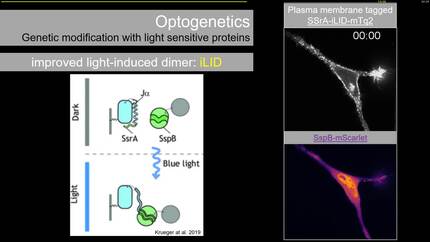 Endothelial permeability, leakage and disease
