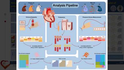 Nineteen proteins differentially identify phases of myocardial remodeling in a rat model of pressure overload induced hypertrophy