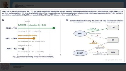 ARG1 is associated with reduced cardiometabolic risk in patients with rheumatoid arthritis: a cis-instrument Mendelian randomisation proteomic analysis