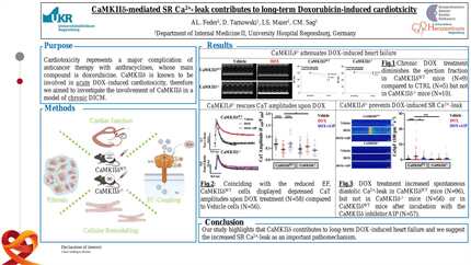 CaMKIIdelta-mediated SR Ca leak contributes to long-term Doxorubicin-induced cardiotoxicity