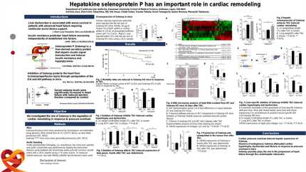 Hepatokine selenoprotein P has an important role in cardiac remodeling.