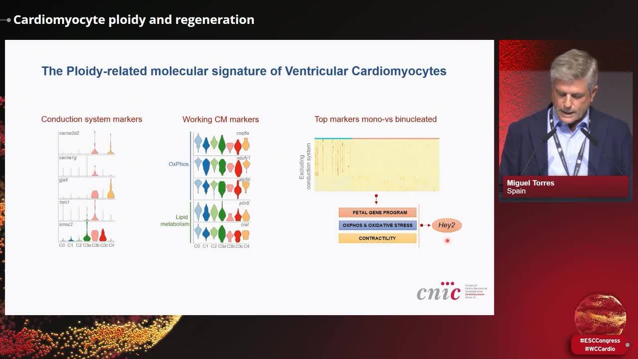 The Holy Grail: cardiac regeneration