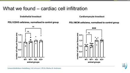 Cardiomyocyte but not endothelial expression of PD-L1 is required to protect from Immune-Checkpoint-Inhibitor-Associated Myocarditis (ICIM)
