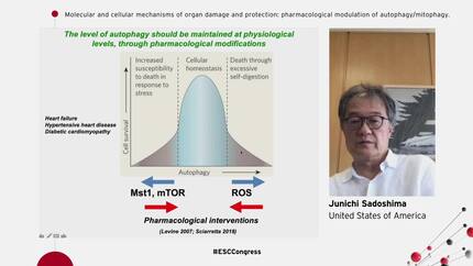 Molecular and cellular mechanisms of organ damage and protection: pharmacological modulation of autophagy/mitophagy.