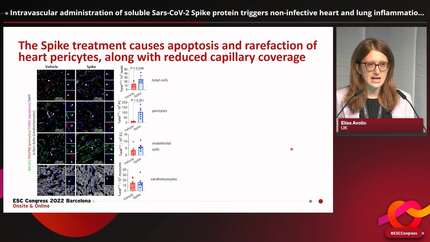 Intravascular administration of soluble Sars-CoV-2 Spike protein triggers non-infective heart and lung inflammation and vascular pericytes rarefaction in healthy mice.