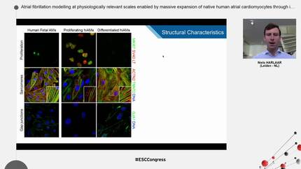 Atrial fibrillation modelling at physiologically relevant scales enabled by massive expansion of native human atrial cardiomyocytes through immortogenetics