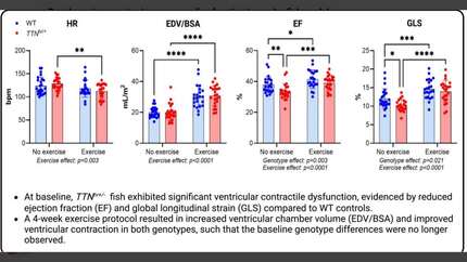 Regular swim exercise improves cardiac function in a zebrafish model of TTNtv-related dilated cardiomyopathy
