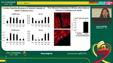Selective loss of adult cardiomyocytes is replenished by new endogenous cardiomyocyte formation in the presence of a patent coronary circulation