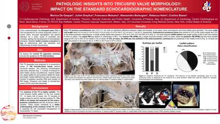 Pathologic insights into tricuspid valve morphology: impact on the standard echocardiographic nomenclature 