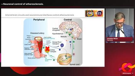 The neurovascular interface and its role in infections and cardiovascular disease