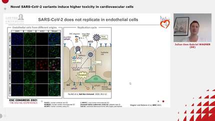 Novel SARS-CoV-2 variants induce higher toxicity in cardiovascular cells 