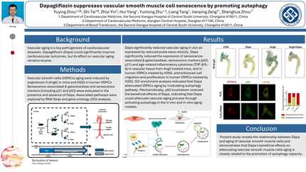 Dapagliflozin suppresses vascular smooth muscle cell senescence by promoting autophagy