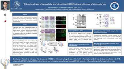 Bidirectional roles of extracellular and intracellular HMGB2 in the development of atherosclerosis