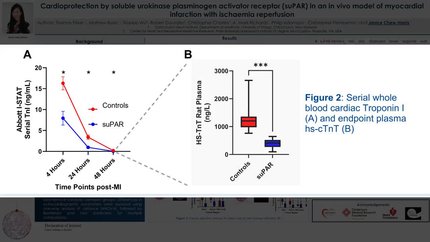 Cardioprotection by soluble urokinase plasminogen activator receptor (suPAR) in an in vivo model of myocardial infarction with ischaemia-reperfusion 