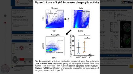 Functional Ly6G knock-out increases mortality in a gender-dependent manner following reperfused acute myocardial infarction