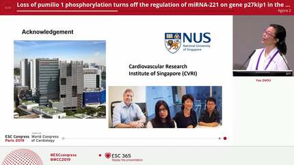 Loss of pumilio 1 phosphorylation turns off the regulation of miRNA-221 on gene p27kip1 in the heart 