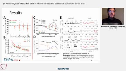 Aminophylline affects the cardiac rat inward rectifier potassium current in a dual way
