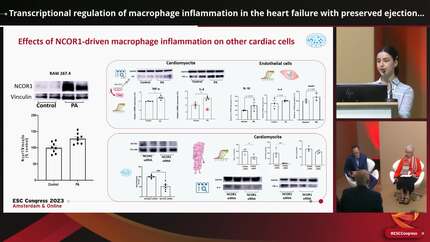 Transcriptional regulation of macrophage inflammation in the heart failure with preserved ejection fraction: a translational study 