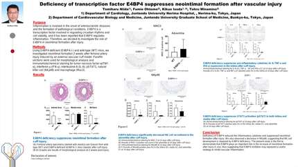 Deficiency of transcription factor E4BP4 suppresses neointimal formation after vascular injury
